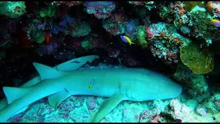 MALDIVES 2024-03 - Ukulhas House Reef