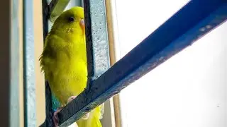 my @mka_pets now full tame 🫶💛 #parakeet #parakeetlife #parakeetlove #piku