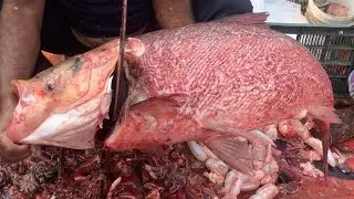 I never seen ll giant Biket fish cutting live skills by expert fish cutter in Fishmarket 