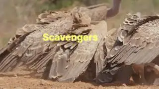 How to save Animal life #viralvideo #animals #saveanimals #saveplanet #life 