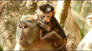 Roland Is the Name Of Baby Monkey In Mohanokopr Troop Belong To Mom Ruby. How Cute Baby Roland?