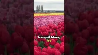 Skagit Valley - A Place that Don't Seem Real #shorts #trending #Washington
