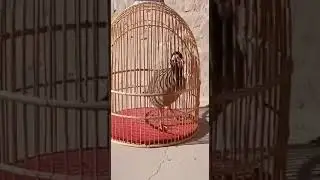 عالمی چکور