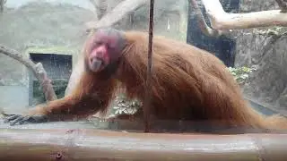 MONO HUAPO ROJO CON HAMBRE