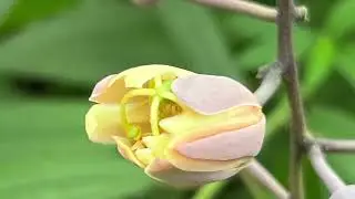 Visiting Botanic Garden Cambridge University