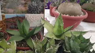 agave collection #naturelovers #cactus #nature