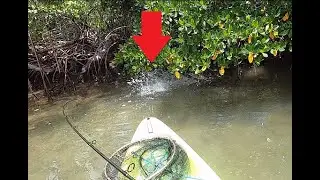 Snook Fishing From the Ocean Kayak Malibu Pedal, Estero Bay, FL