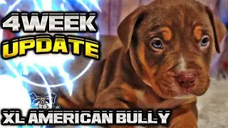 XL American Bully 4 Week Old Puppy Update | Broly x Gine |