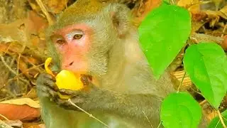 JANE MONKEY HUNGRY GET MORE MANGO EATING @NEWS BABY MONKEY @NewsBabyMonkey