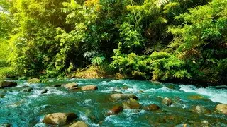 MEDITATION & STRESS RELIEF RELAXING WATER SOUNDS FOR DEEP SLEEP, NATURE’S FLOW LIVE