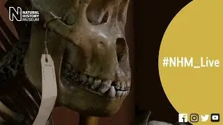 Spiders, cetaceans and skeletons | #NHM_Live