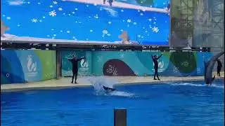 Dolphin show in Antalya Park. Шоу дельфинов в парке Анталии. Antalya Park'ta Yunus gösterisi. #show 