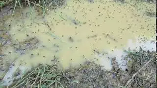Dolichopodidae flies displaying on a puddle