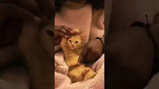 Afro kitty
