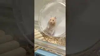 enjoying hamster#shortvideo #shorts #short #animals