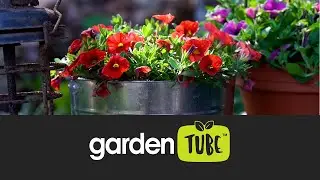 Must have spring annuals