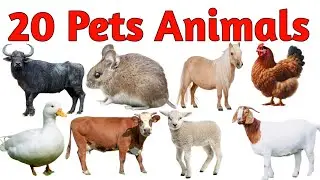 20 पालतू जानवरों के नाम पहचाने || 20 pets animals Name in Hindi and English for kids #petsanimals