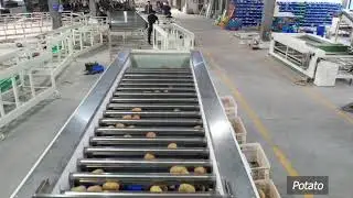 Chicory sorting machine; Vegetable sorting machine; Grading machine;          #chicory