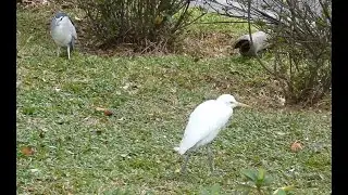 台北・二二八和平公園のゴイサギとホシゴイと（多分）チュウサギ / Night herons and (likely) an Intermediate Egret at Taipei 228 Park