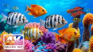 Aquatic Ocean 4K - Colorful Coral Fish & Sea Animals - Calm Piano Vibes