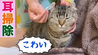 耳が小さい猫には赤ちゃん用綿棒！？猫の耳掃除ルーティン