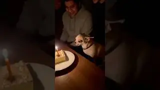 When Chihuahua Gets a Birthday Cake 🐶🎉 | #funny #urbanshaik #dog