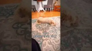 He&rsquo;s fast as fluff boy #cavapoopuppy #puppy #cavapoolove #cavapoodog #goldendoodle #cavapoo #dogs