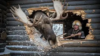 BURNED DOWN! 80-Year-Old Woodcutter Defends His Cabin from 1000kg Moose Attack