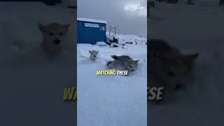 Adorable Puppies' First Snow Experience || Heartsome 💖