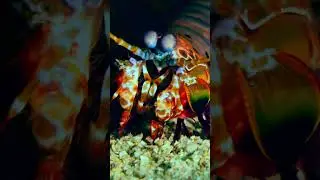 #бог #природа #океан #подводныймир #тихийокеан #марианскаявпадина #432Гц #4K #HD