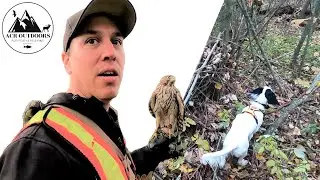 Первая охота с ястребом Купера на моего английского сеттера &mdash; ACR Outdoors Falconry