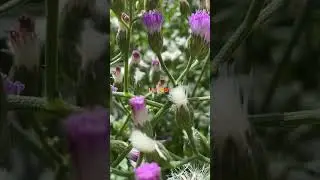 Seeing Flower as stress relief ! #flowers #plants #nature #blooming #garden #explore