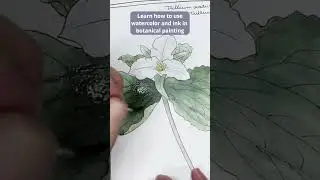 Watercolor & Ink Botanical Painting #botanicalillustration #botanicalart #naturejournal #watercolor