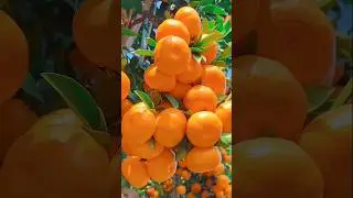 Fresh Fruit Harvest 🍎🍊 | Organic Gardening at Meetha Bagh #Shorts #fruit #nature
