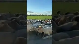 Counting sheep 🐑 have a good rural morning #relaxing #nature #sheep