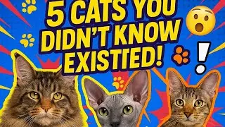 Top 5 Most Unique Cat Breeds You&rsquo;ve Never Seen!&rdquo;