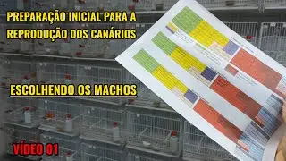 SELECIONANDO OS MACHOS PARA A REPRODUÇÃO DOS CANÁRIOS