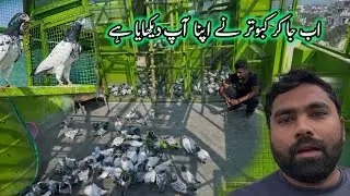 Ab Ja Kr Kabootar Ne Apna Ap Dekhaya Hy 😄