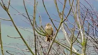 Corn Bunting singing, Kithurst Hill