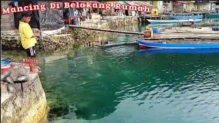 Langka❗Mancing Baronang Di Belakang Rumah❗Tiap Hari Di Pancing Ikannya Tak Pernah Habis