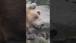 Brown Bear ♪ Ouwehands Zoo ♪♪ Swedish Dance ♪ played on a Camac lever harp　オランダの動物園で熊のビデオを撮った・ハープの音楽