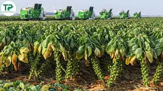 Inside the Brussels Sprouts Harvest &mdash; America&rsquo;s Cold-Weather Crop | American Farming