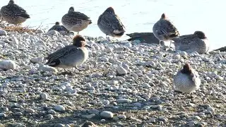 #Teal #Ducks at Castle Water
