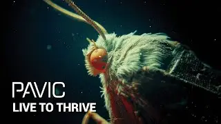 Pavic - Live To Thrive (Official Music Video)