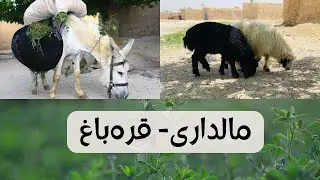مالداری قره‌باغ| ریشقه درو| Farming| Nature