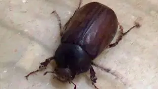 Майский жук