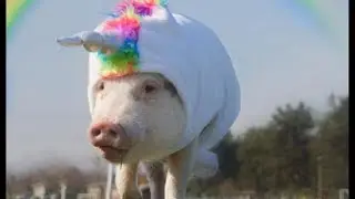 The animal stars of Instagram