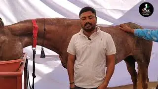 Jay rajputana stud farm sanand