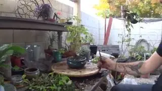 Potato Bush Bonsai (No sour cream and bacon bits for this kind...)