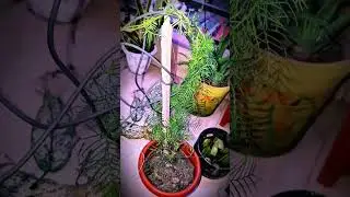 Indoor Flowering Plants That Bloom Year-Round | Easy Care & Beautiful Blooms!